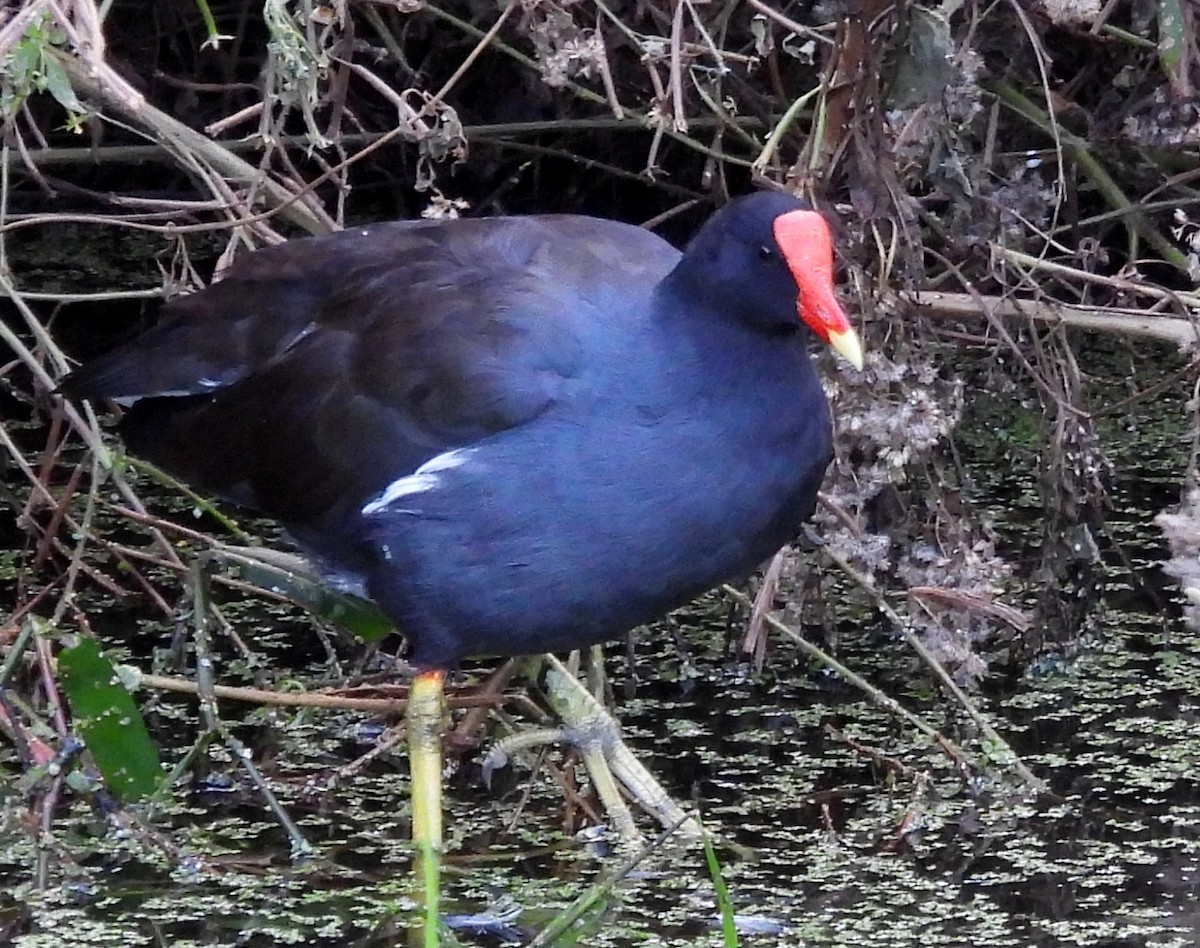 Common Gallinule - ML643197907