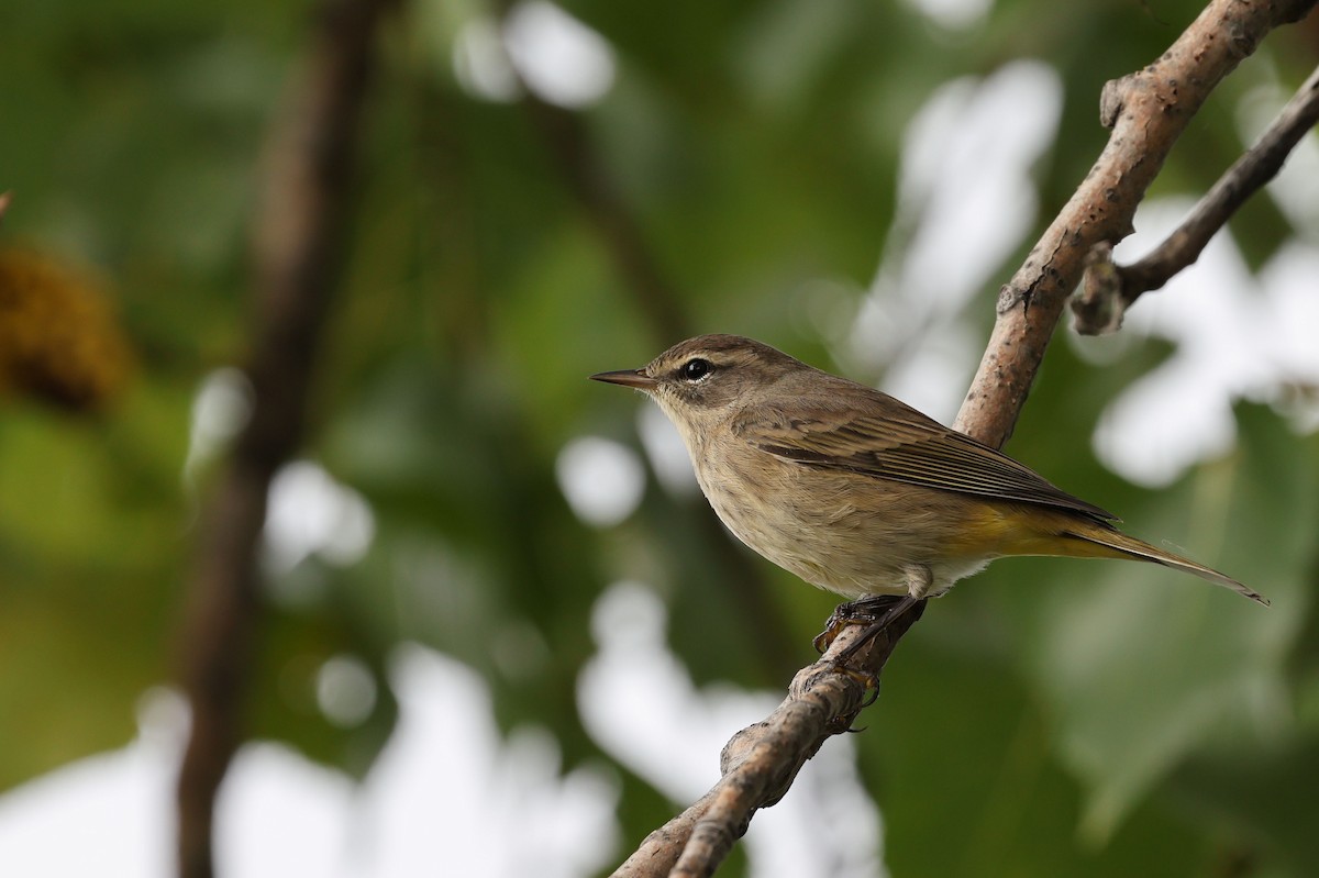 Palm Warbler - ML643197908