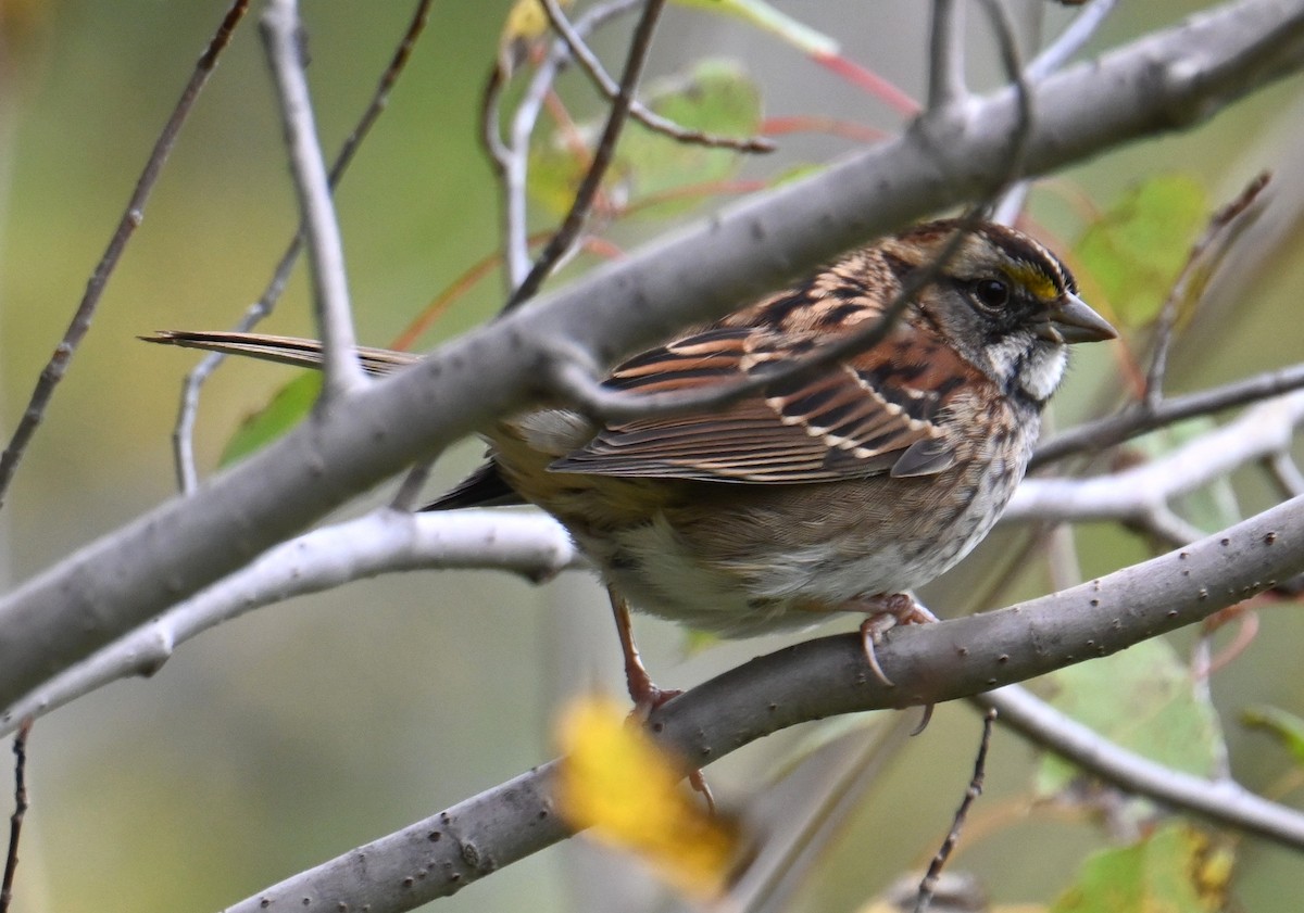 White-throated Sparrow - ML643197913