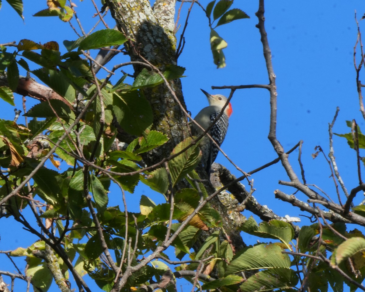 Red-bellied Woodpecker - ML643197914