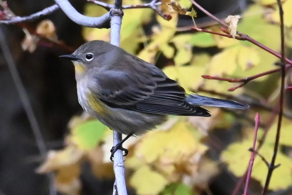Yellow-rumped Warbler - ML643197915