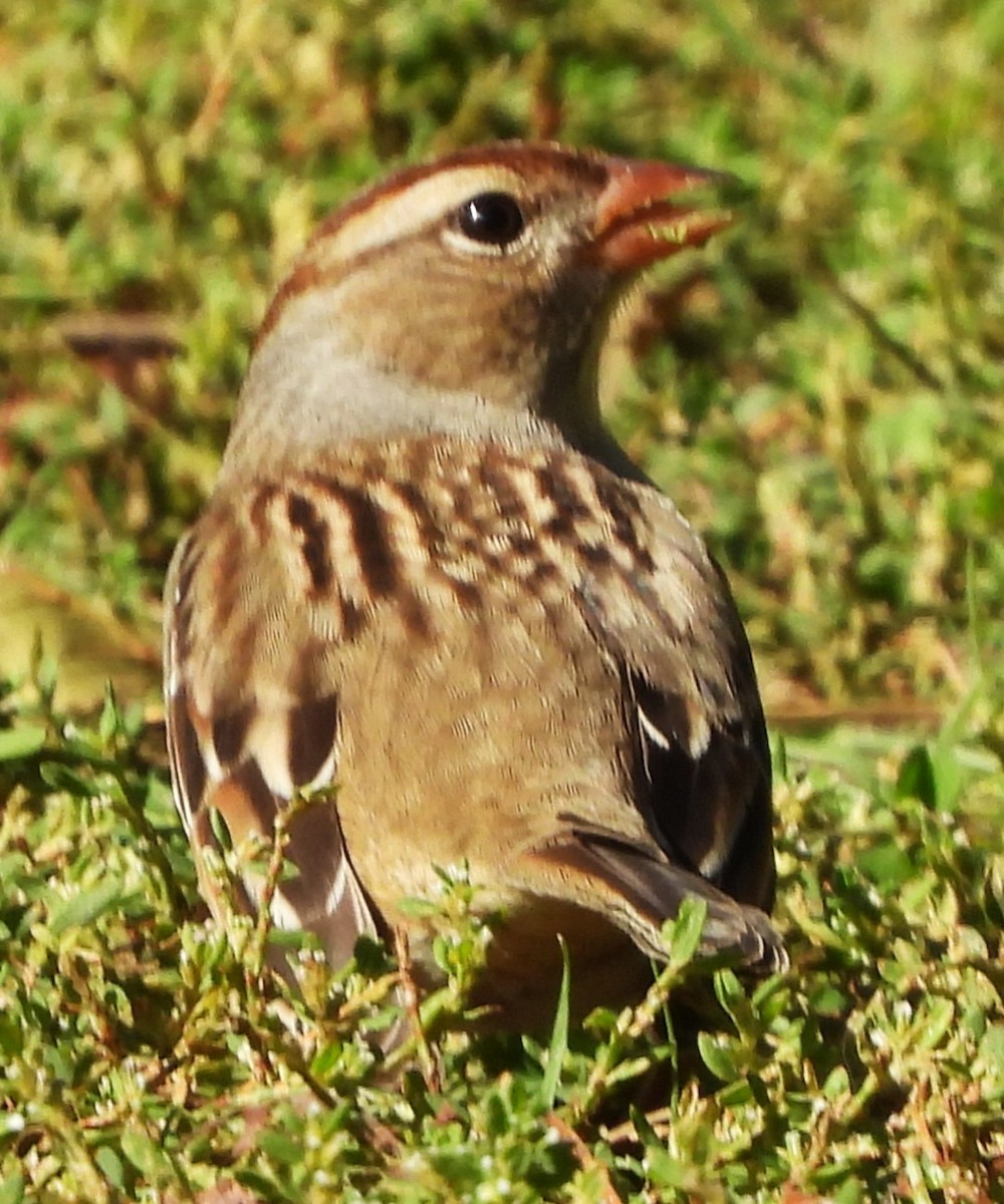 White-crowned Sparrow - ML643197916