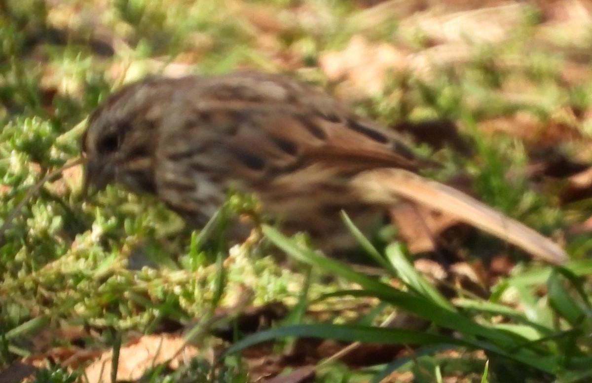 Song Sparrow - ML643197921