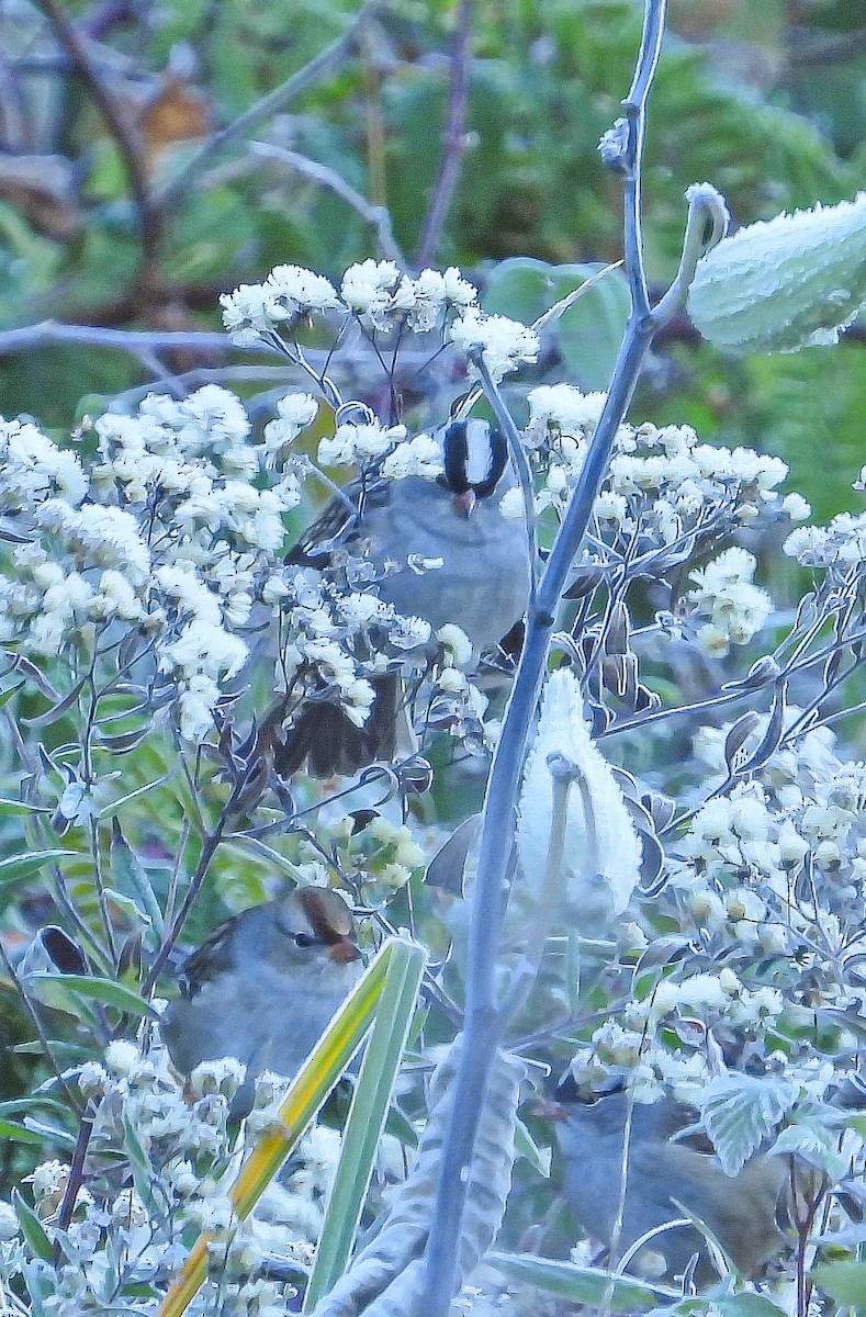 White-crowned Sparrow - ML643197925