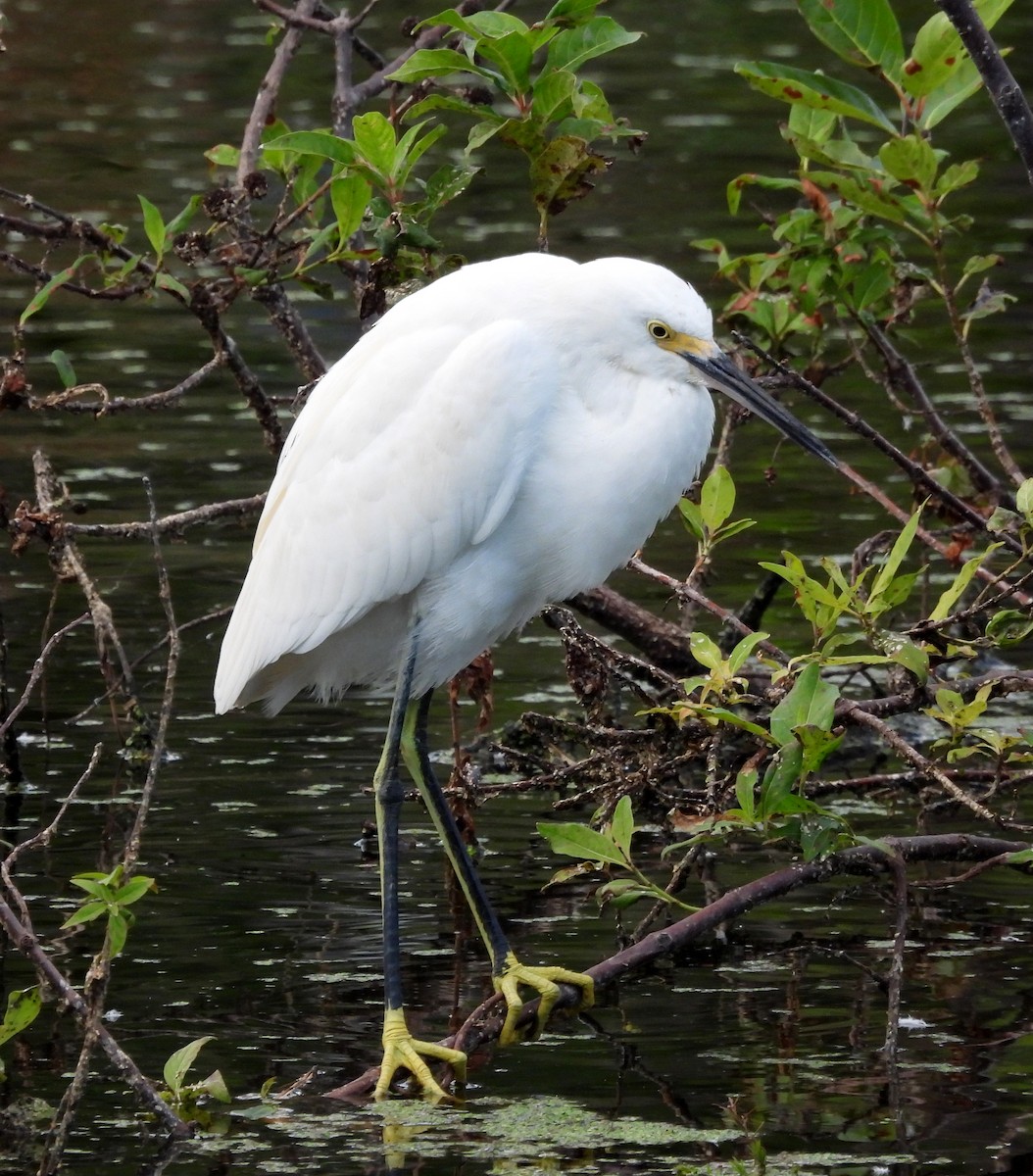 Snowy Egret - ML643197951