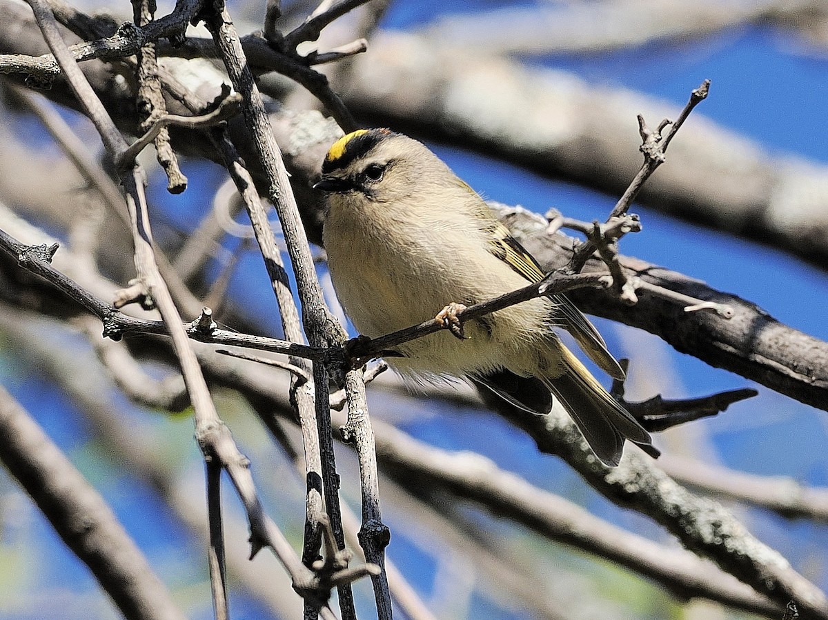 アメリカキクイタダキ - ML643197965