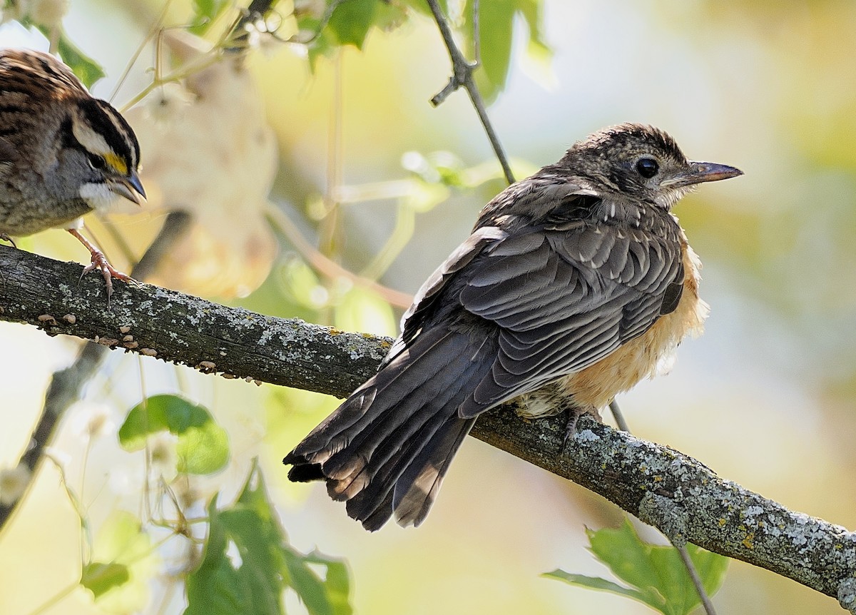American Robin - ML643197975