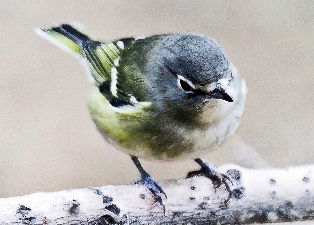 Vireo de Cassin - ML643197976