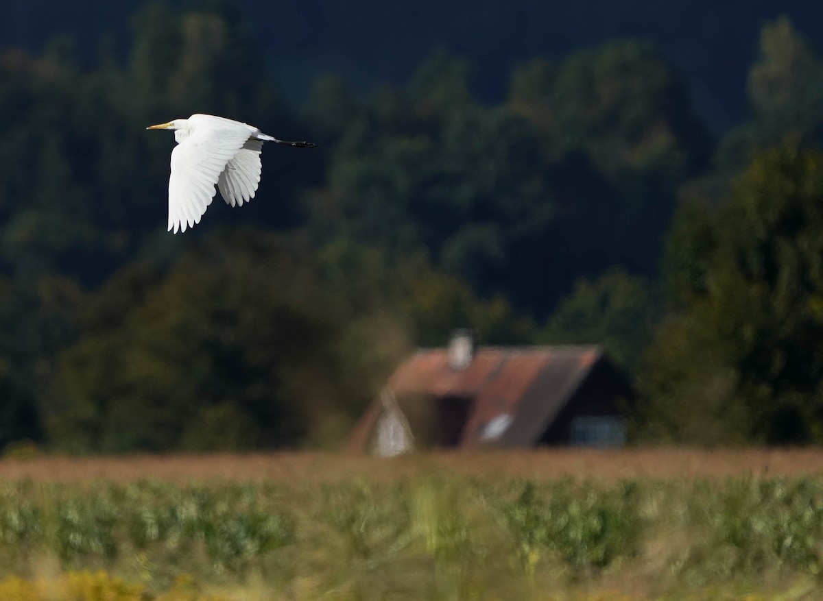 Grande Aigrette - ML643197991