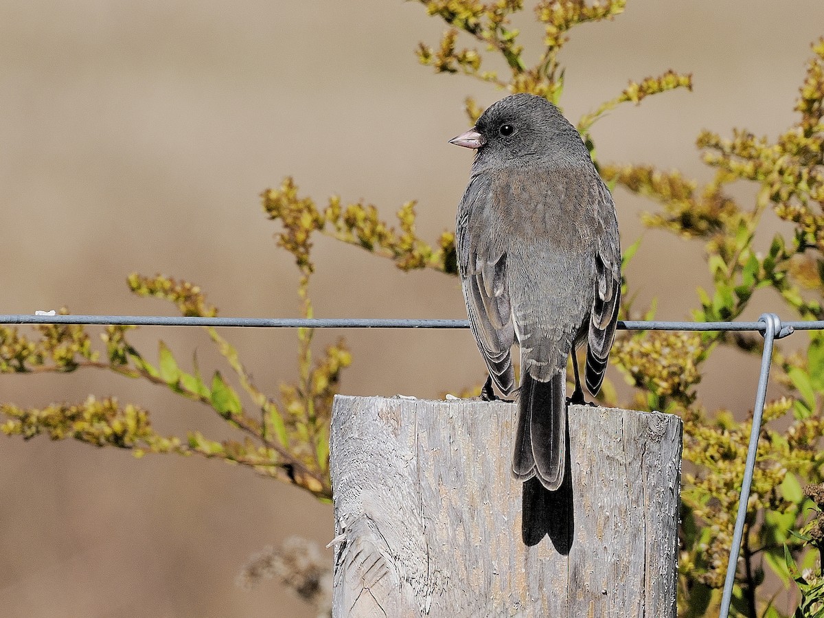 ユキヒメドリ - ML643197993