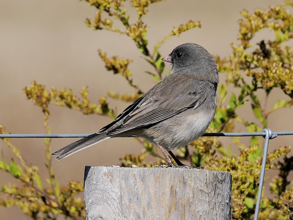 ユキヒメドリ - ML643197994