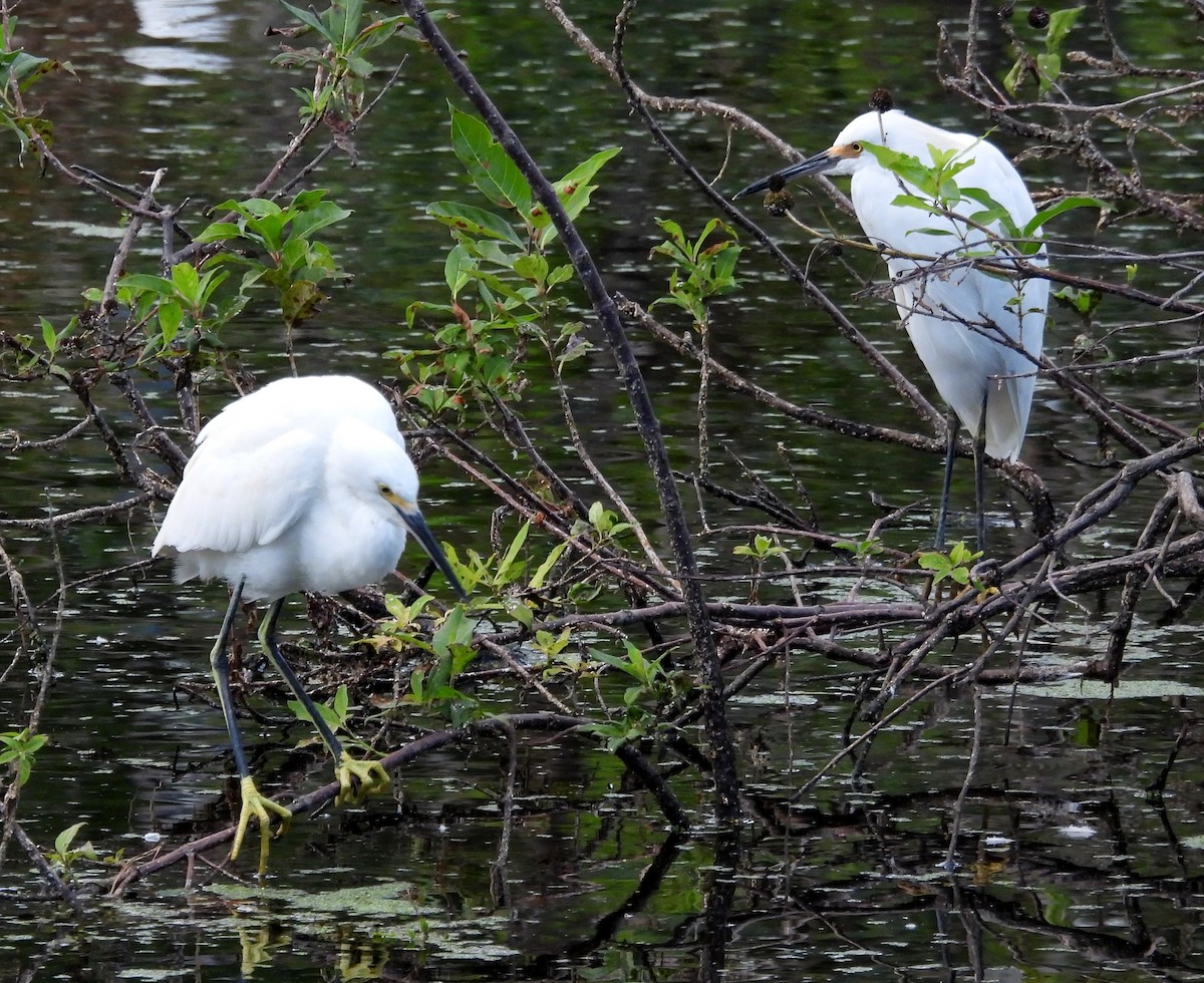 Snowy Egret - ML643198004