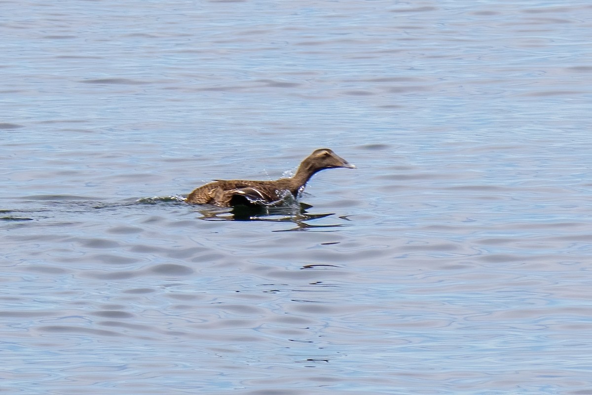 Common Eider - ML643198015