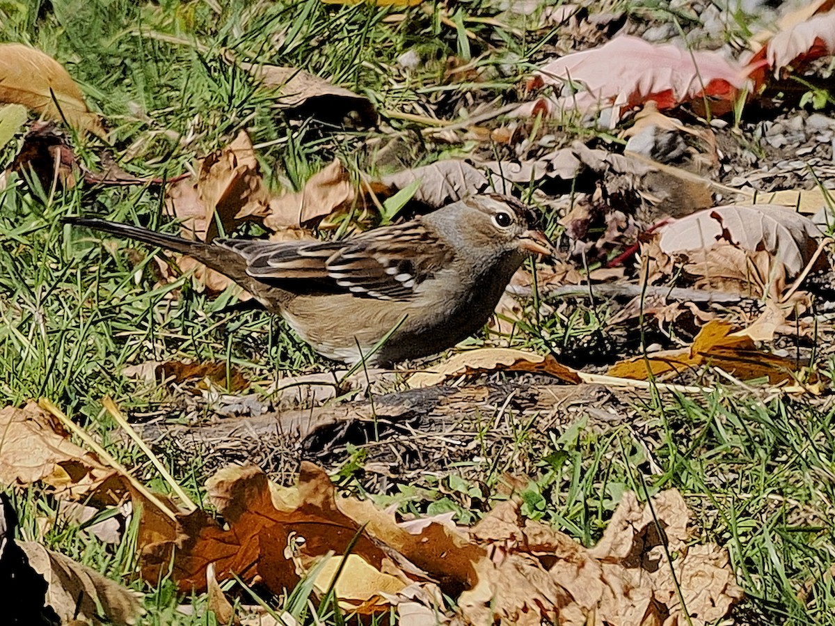 White-crowned Sparrow - ML643198023