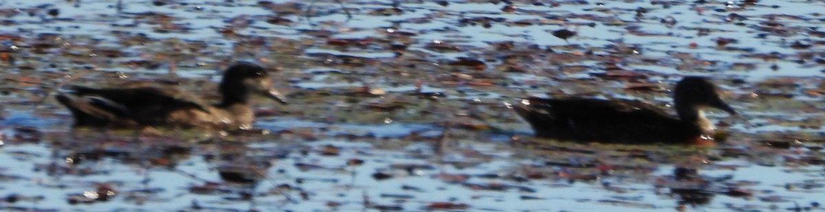 eBird Checklist - 9 Oct 2025 - Pickering Ponds, Rochester - 24 species