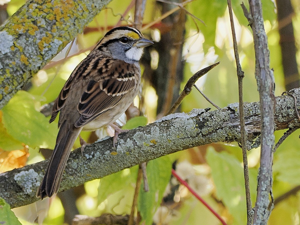 ノドジロシトド - ML643198046