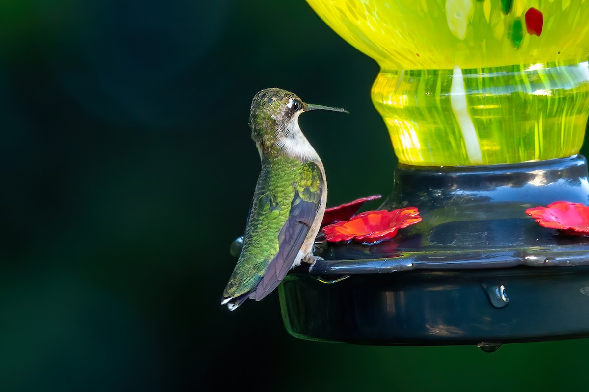 Colibri à gorge rubis - ML643198059