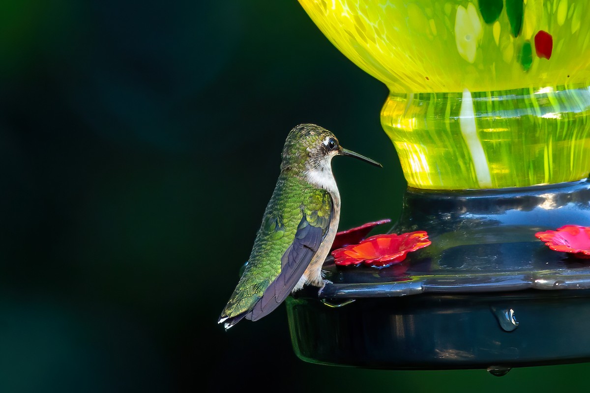 Colibri à gorge rubis - ML643198061