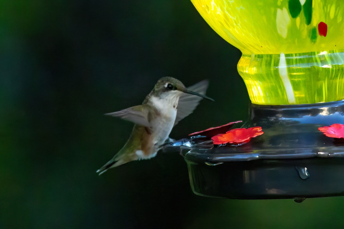 Colibri à gorge rubis - ML643198063
