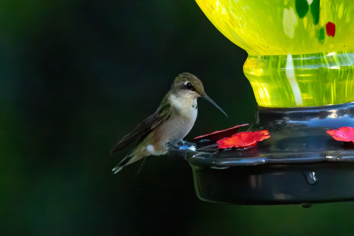 Colibri à gorge rubis - ML643198064