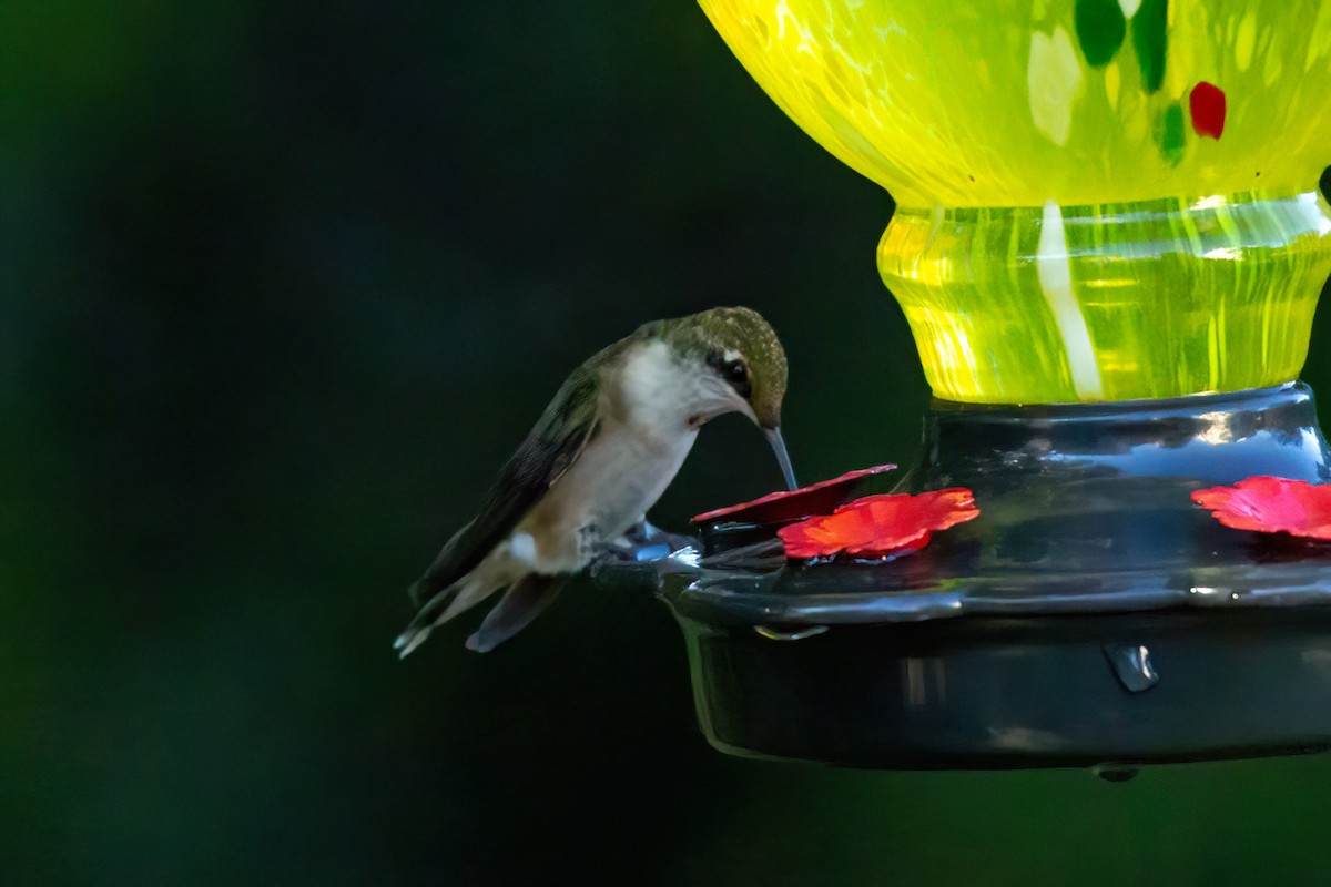 Colibri à gorge rubis - ML643198065