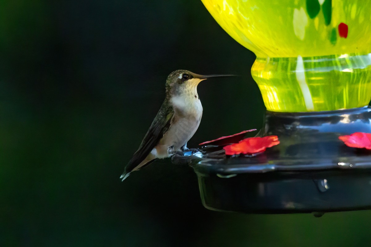 Colibri à gorge rubis - ML643198066