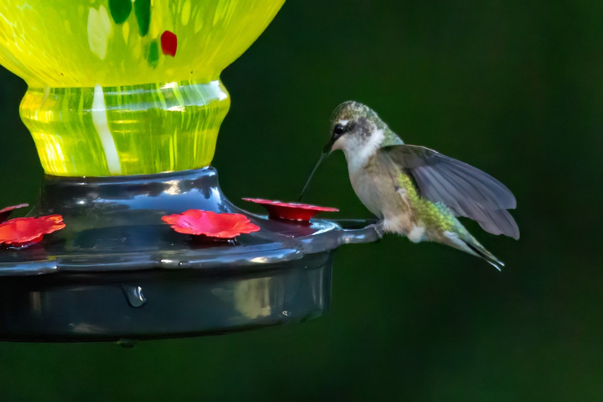 Colibri à gorge rubis - ML643198067