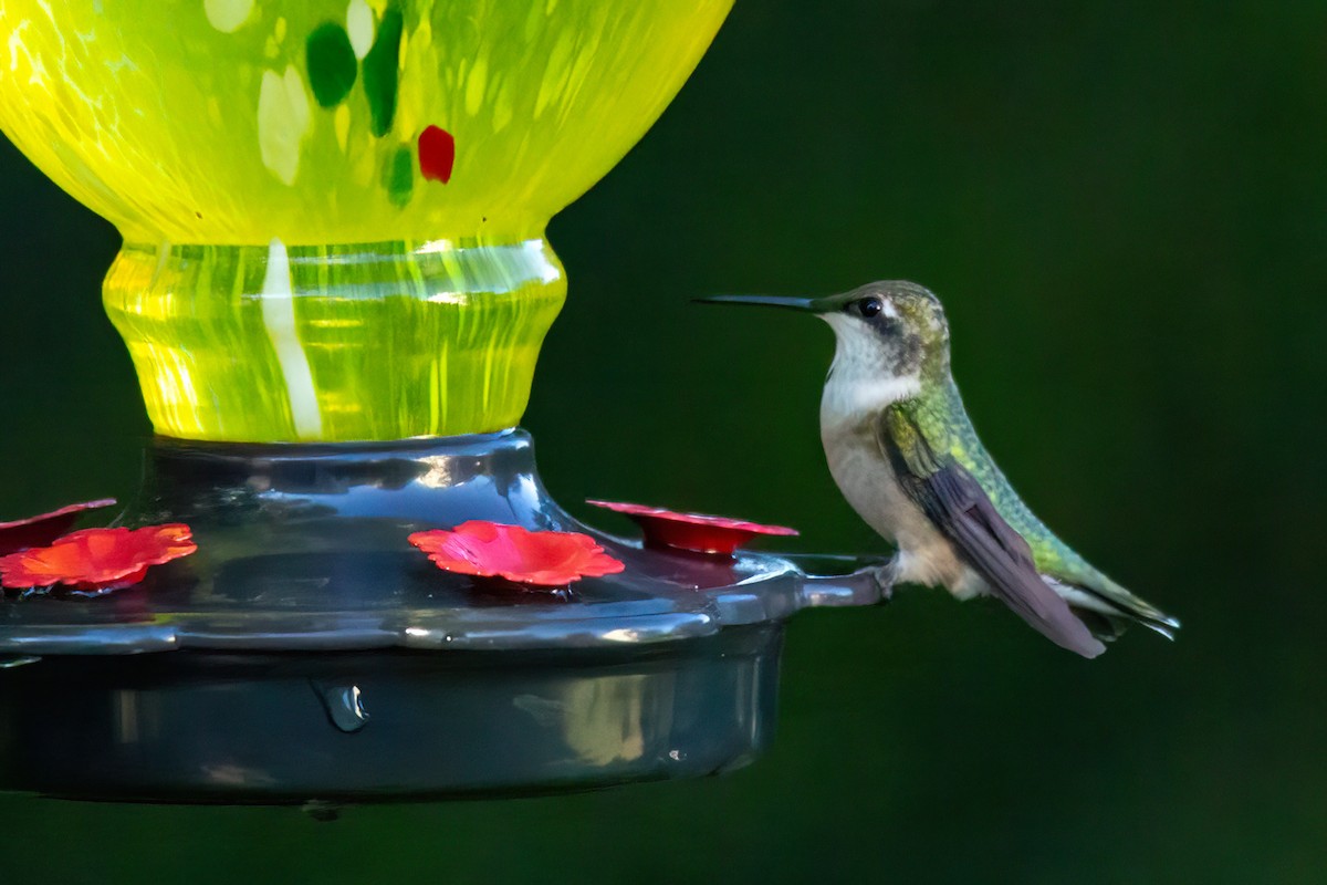 Colibri à gorge rubis - ML643198068