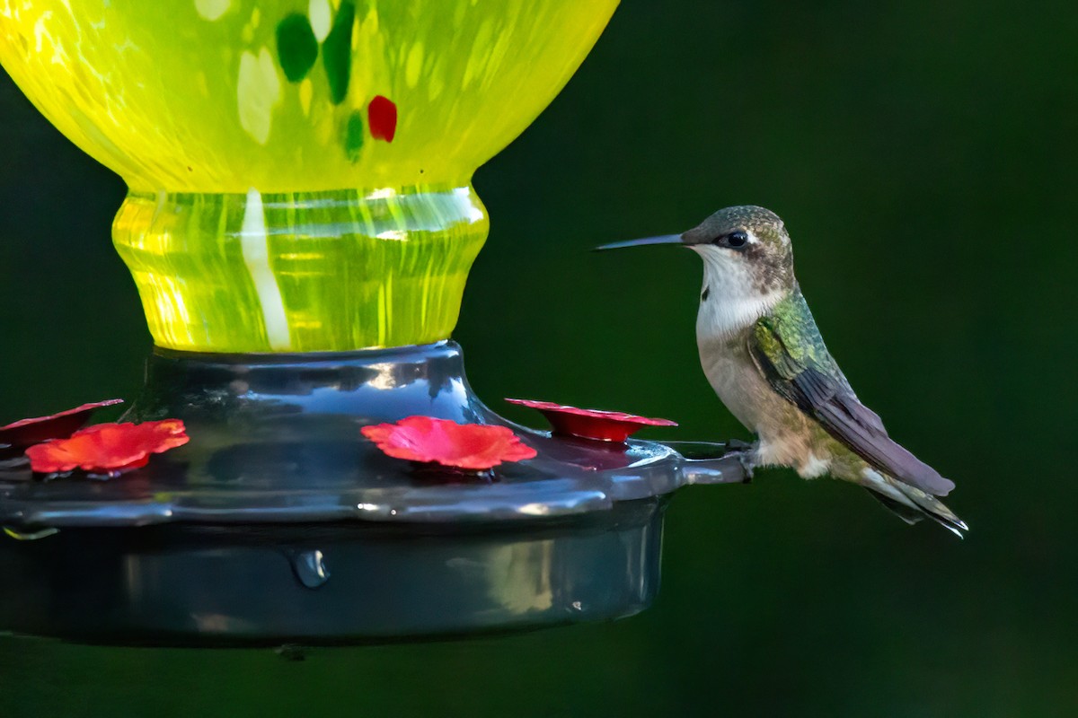 Colibri à gorge rubis - ML643198069