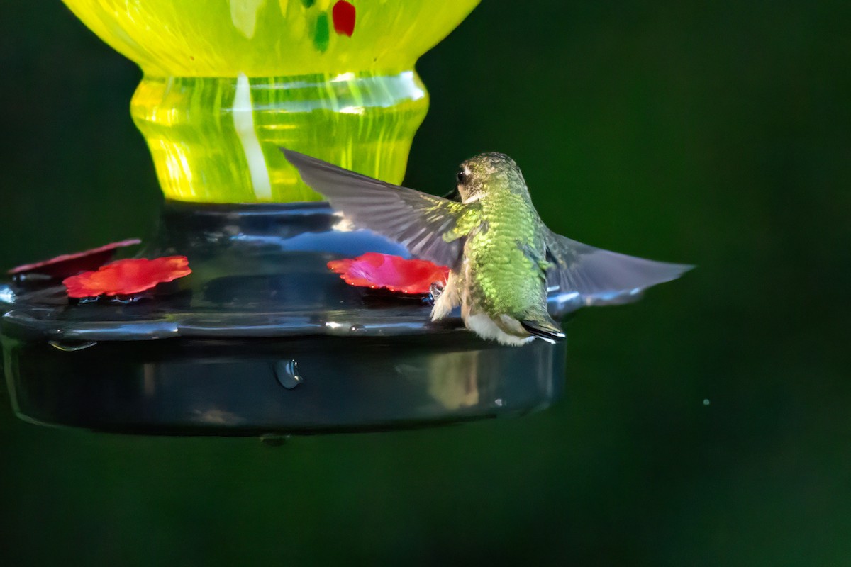 Colibri à gorge rubis - ML643198070
