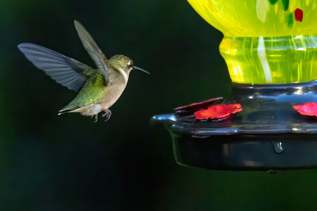 Colibri à gorge rubis - ML643198072