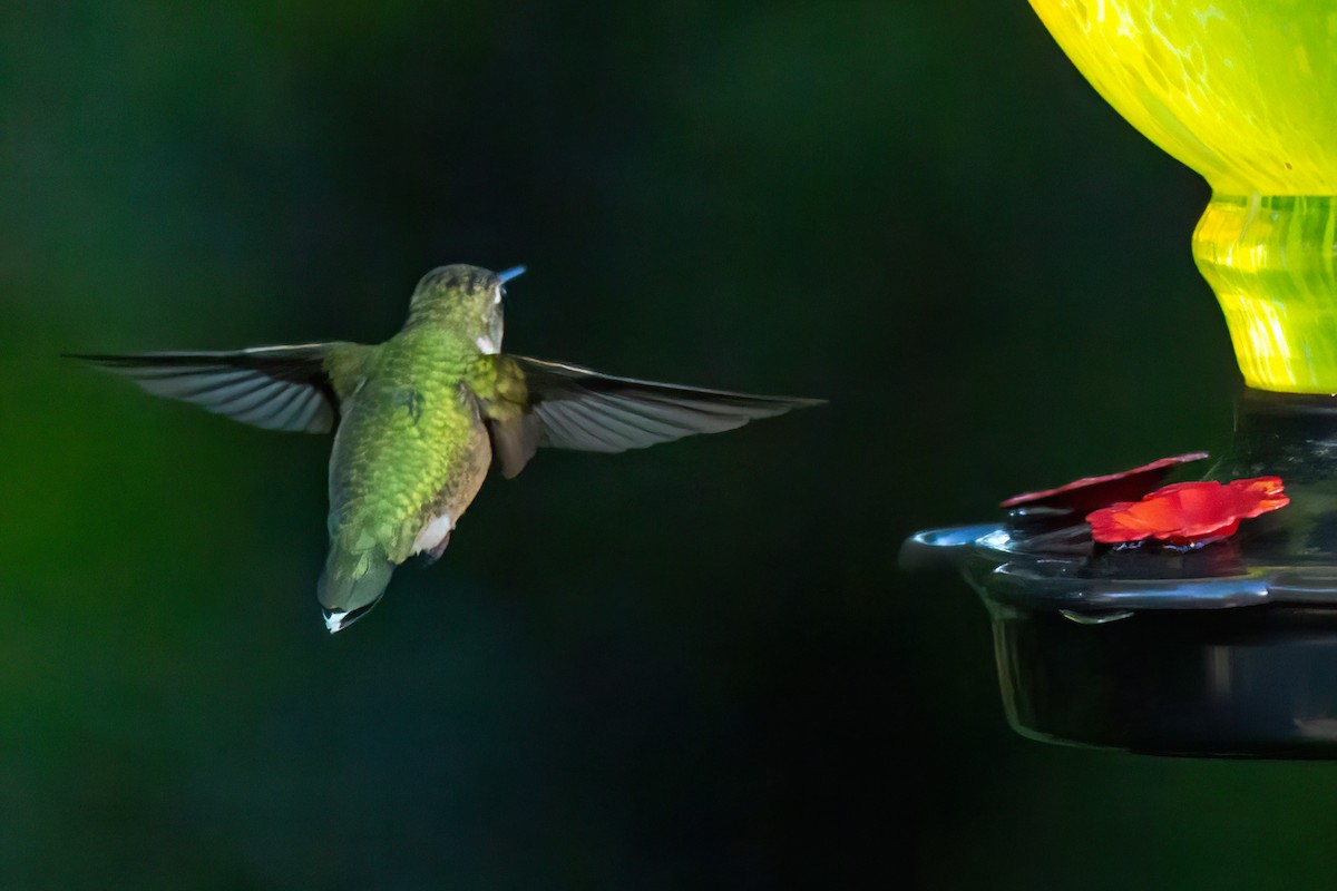 Colibri à gorge rubis - ML643198073