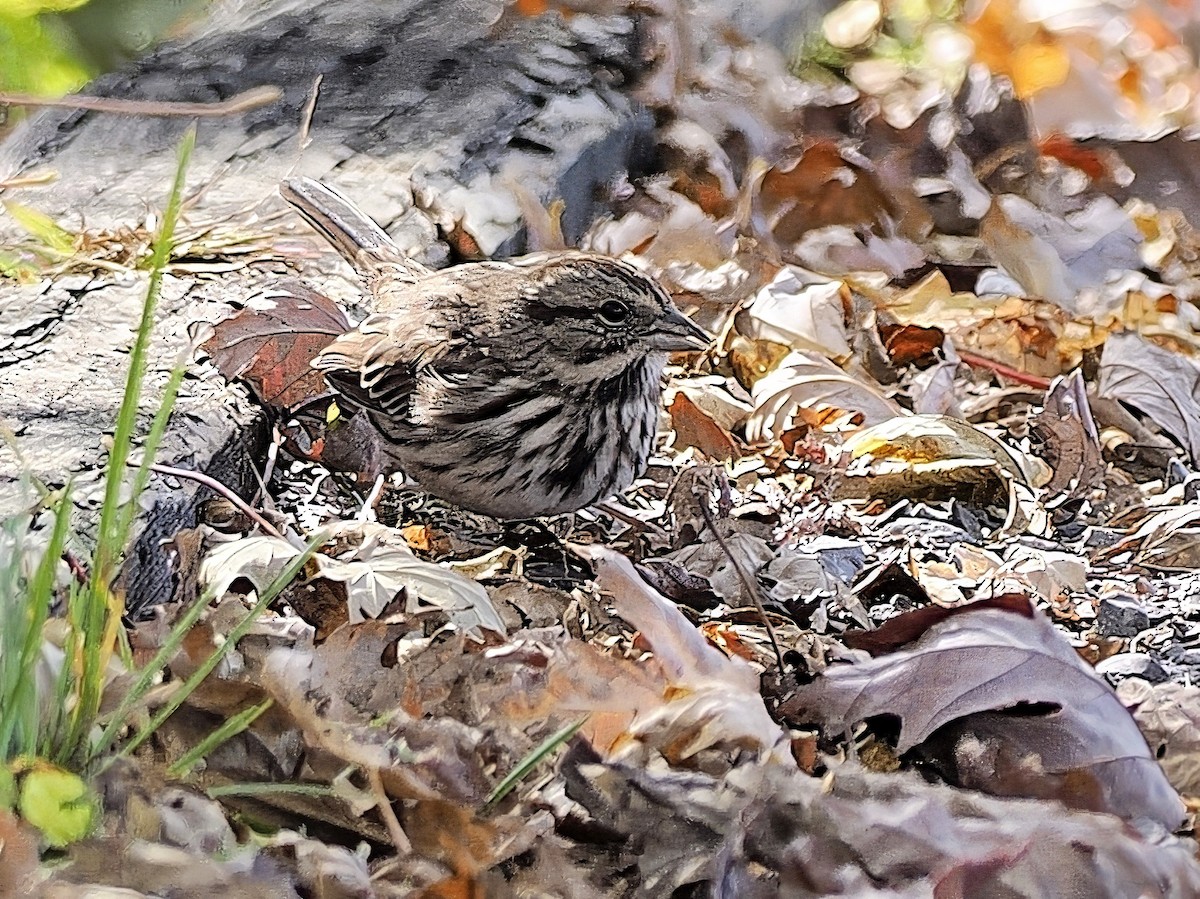 ウタスズメ - ML643198083