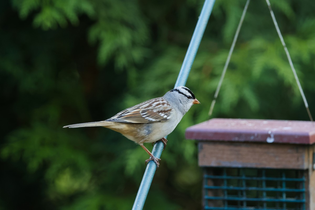 White-crowned Sparrow - ML643198084