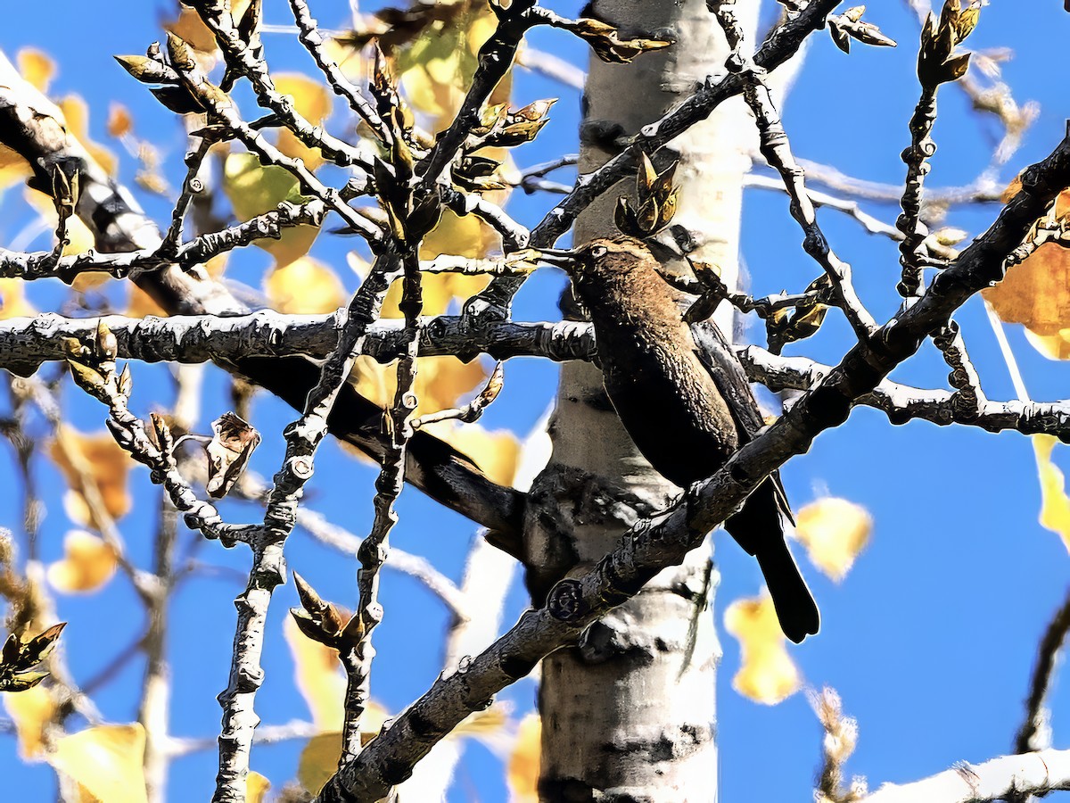 クロムクドリモドキ - ML643198110