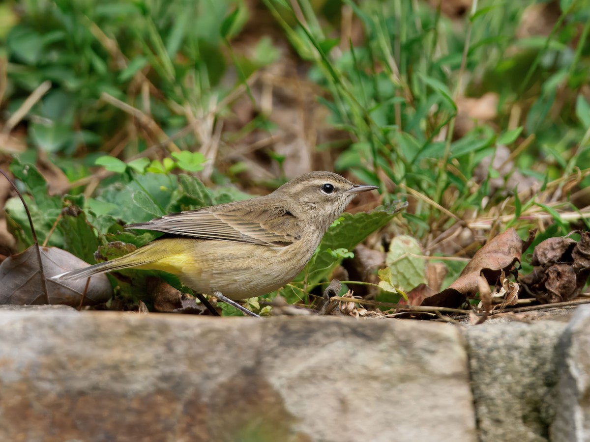 Palm Warbler - ML643198122