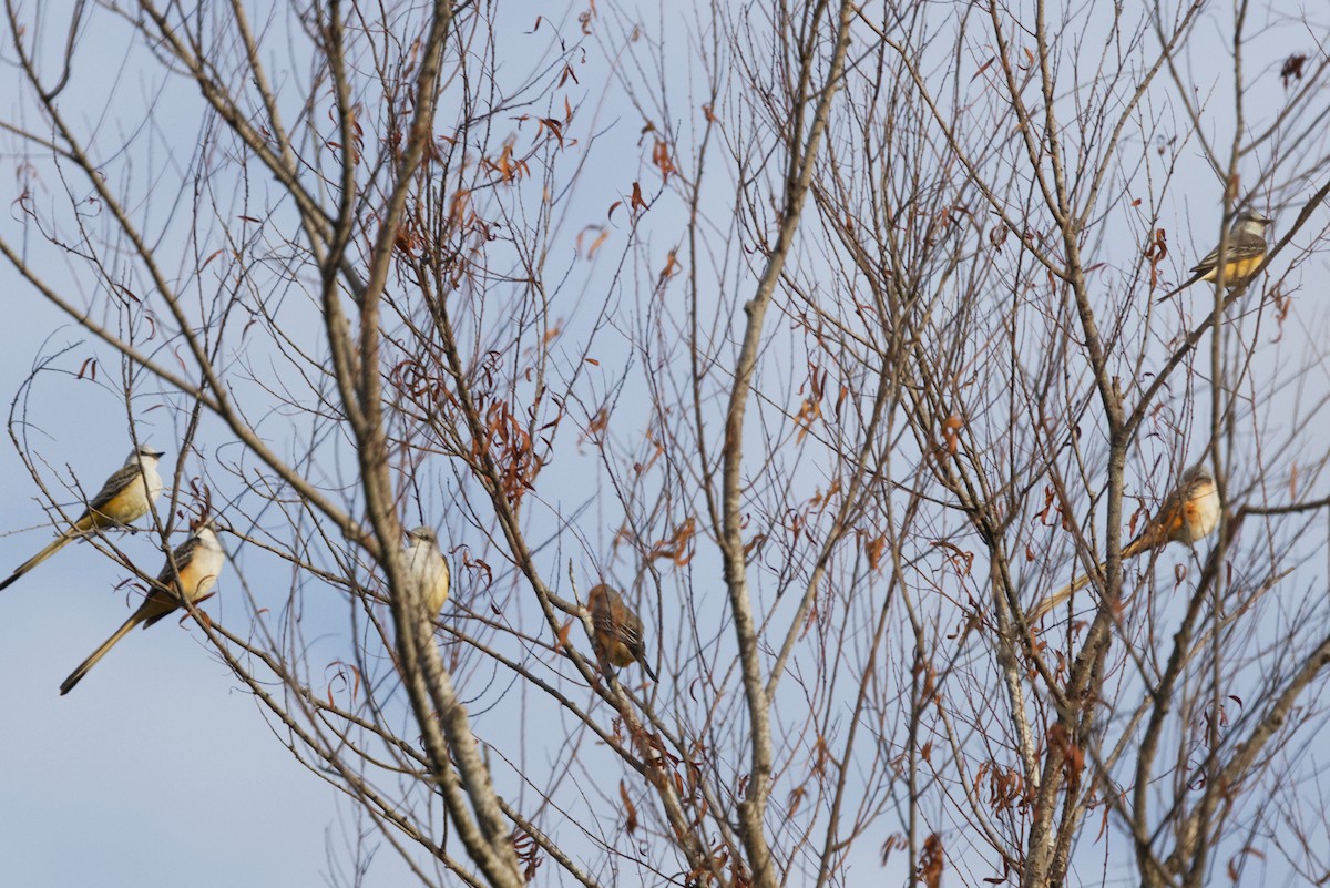 Scissor-tailed Flycatcher - ML643198128