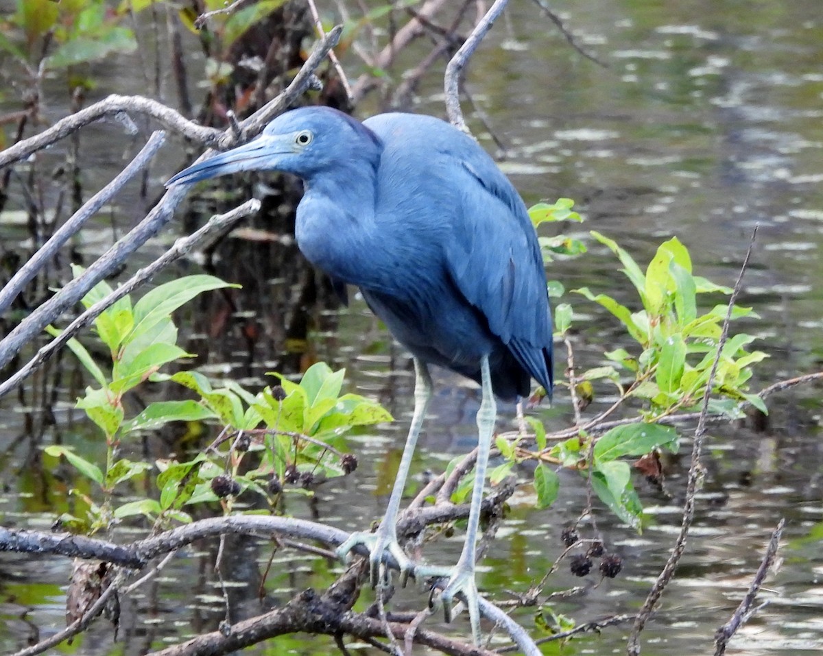 Little Blue Heron - ML643198129