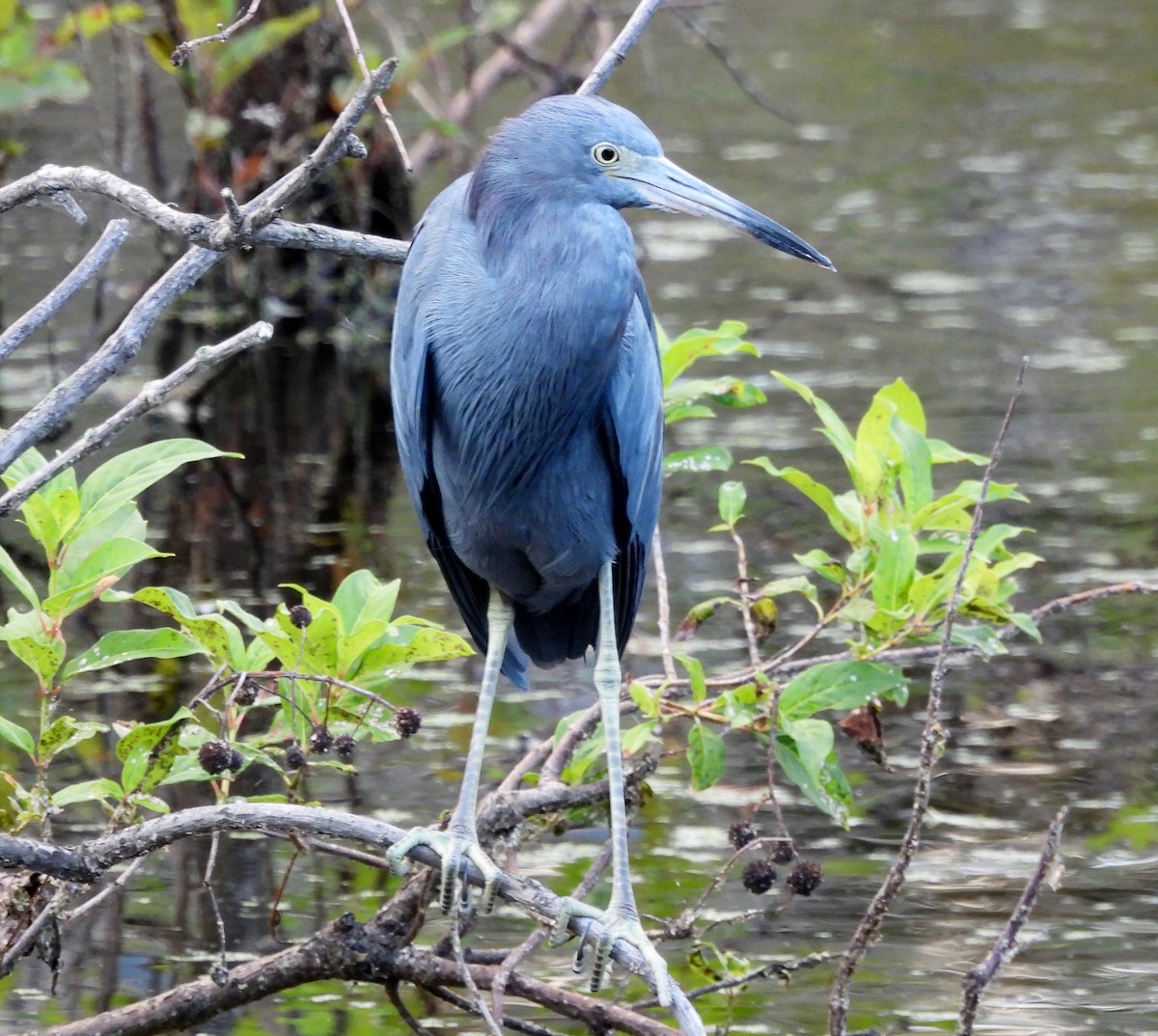 Little Blue Heron - ML643198130