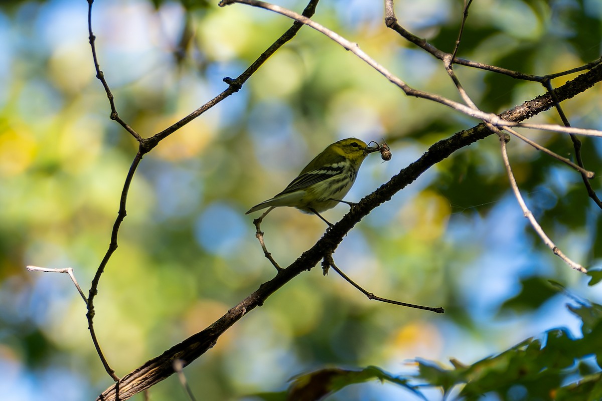 Black-throated Green Warbler - ML643198144