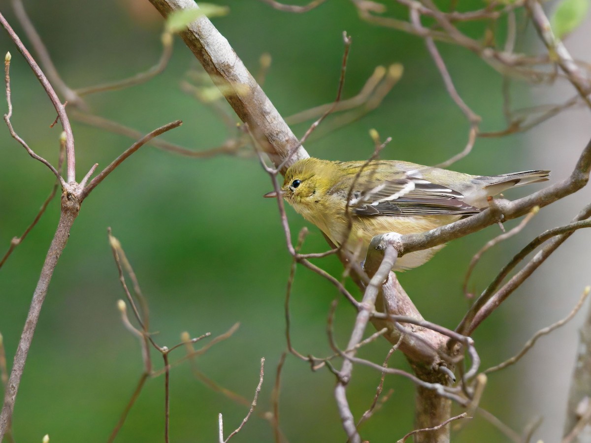 Bay-breasted Warbler - ML643198145