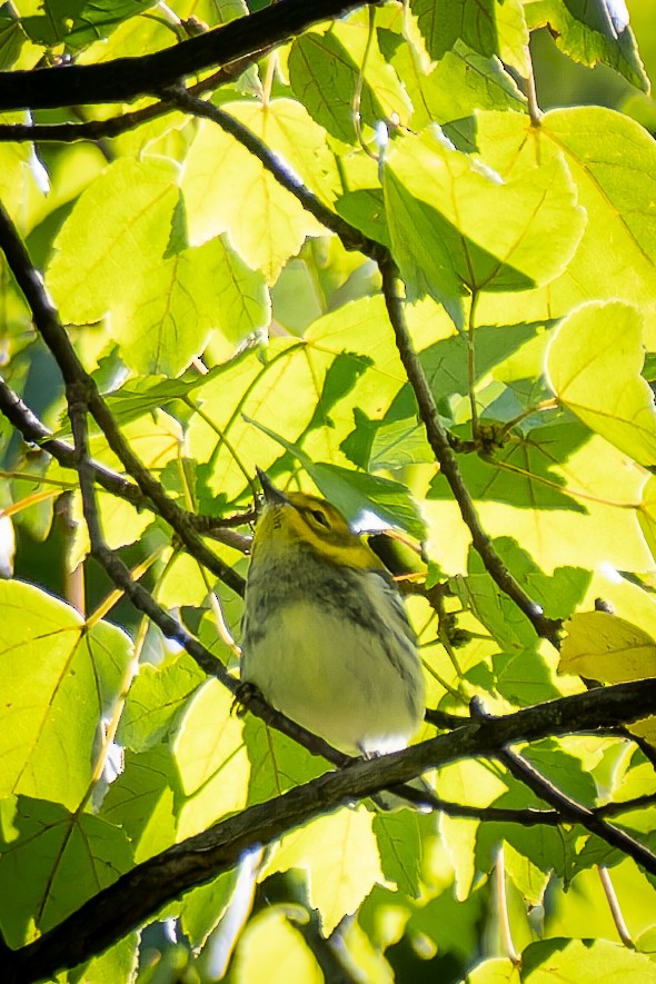 Black-throated Green Warbler - ML643198153