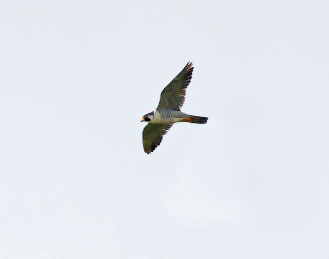 Faucon pèlerin - ML643198155