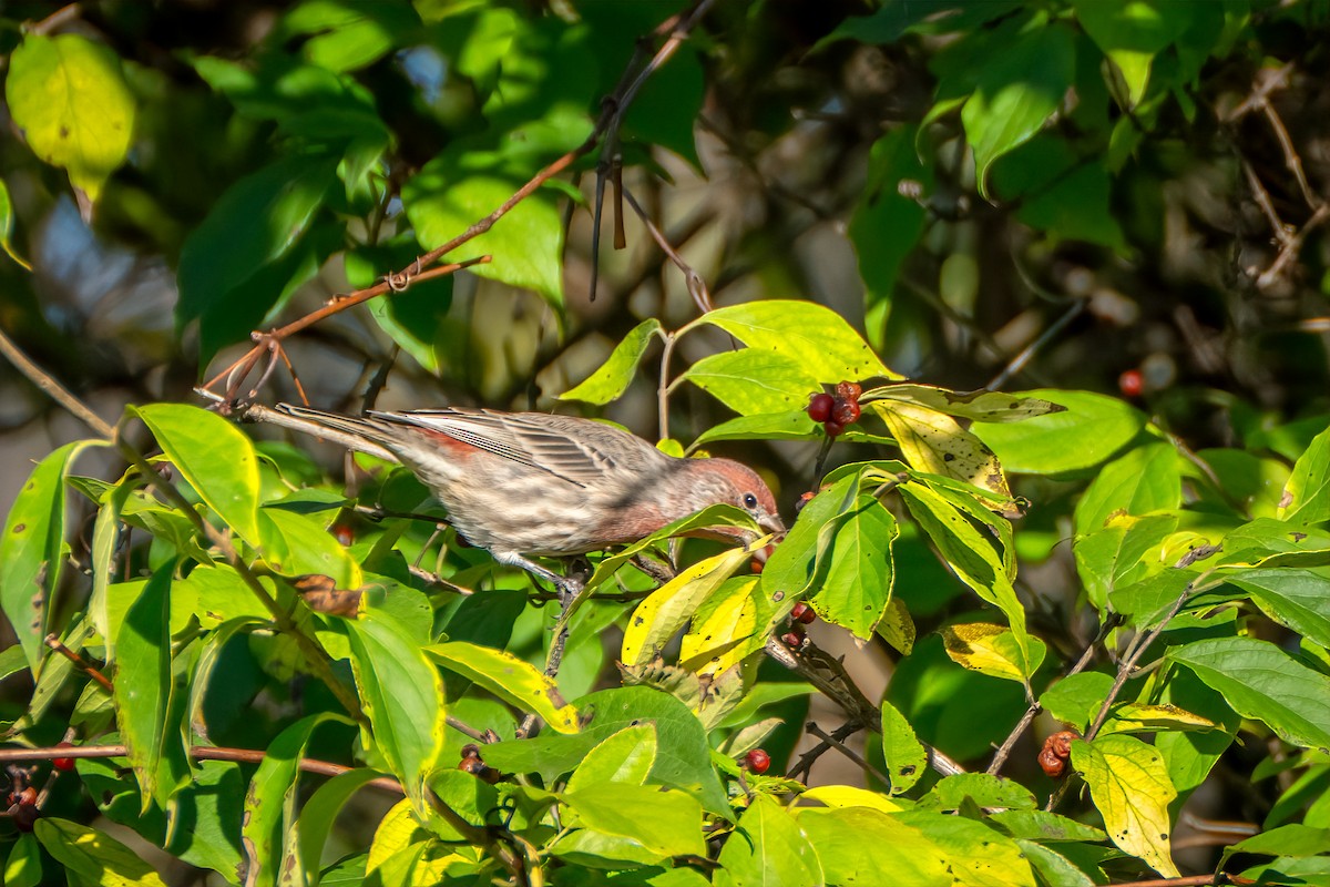 House Finch - ML643198156