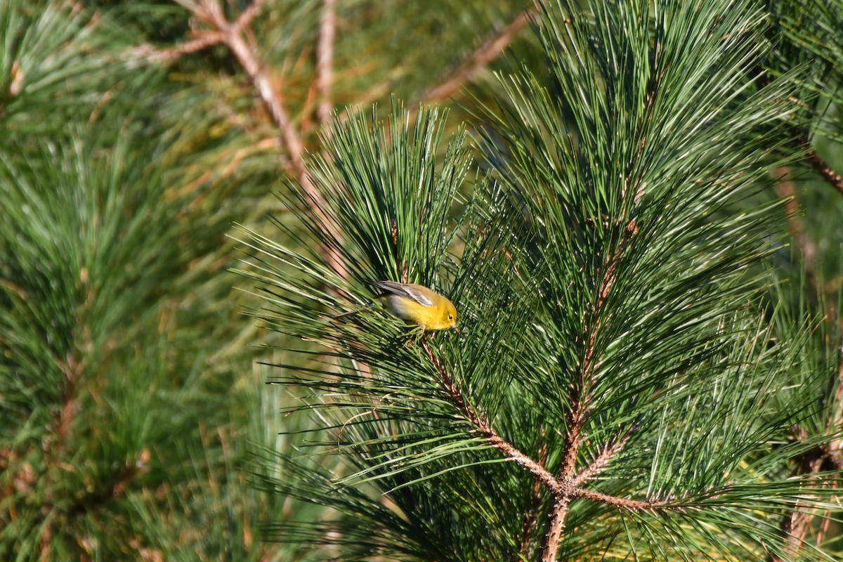 Pine Warbler - ML643198160