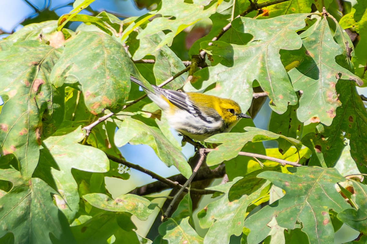 Black-throated Green Warbler - ML643198161