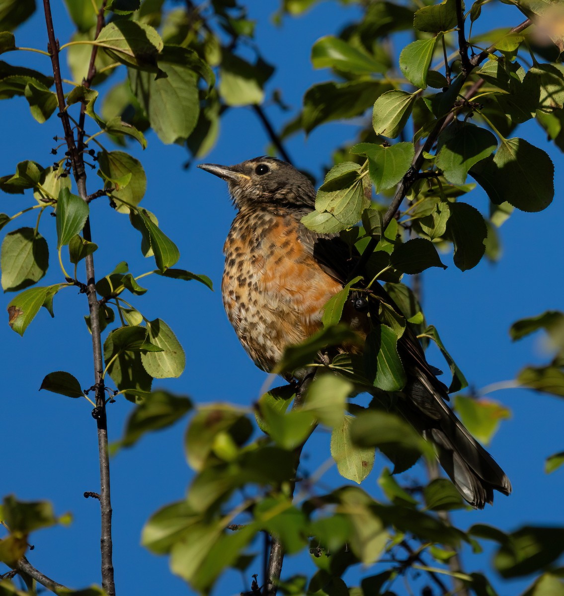 American Robin - ML643198163