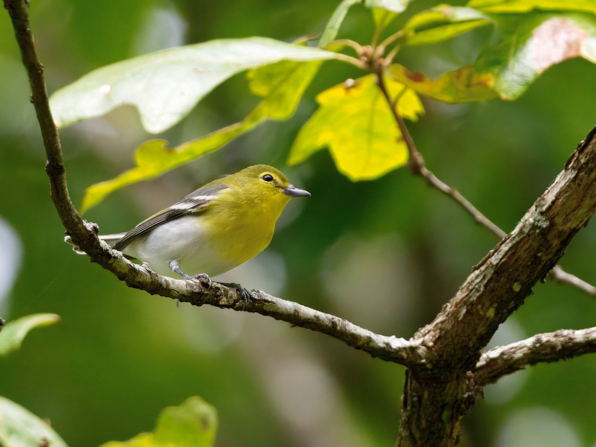 Yellow-throated Vireo - ML643198165