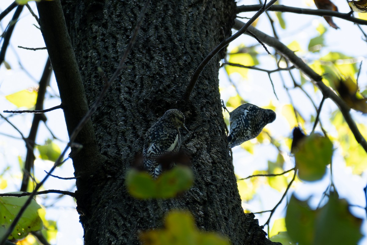 Yellow-bellied Sapsucker - ML643198208
