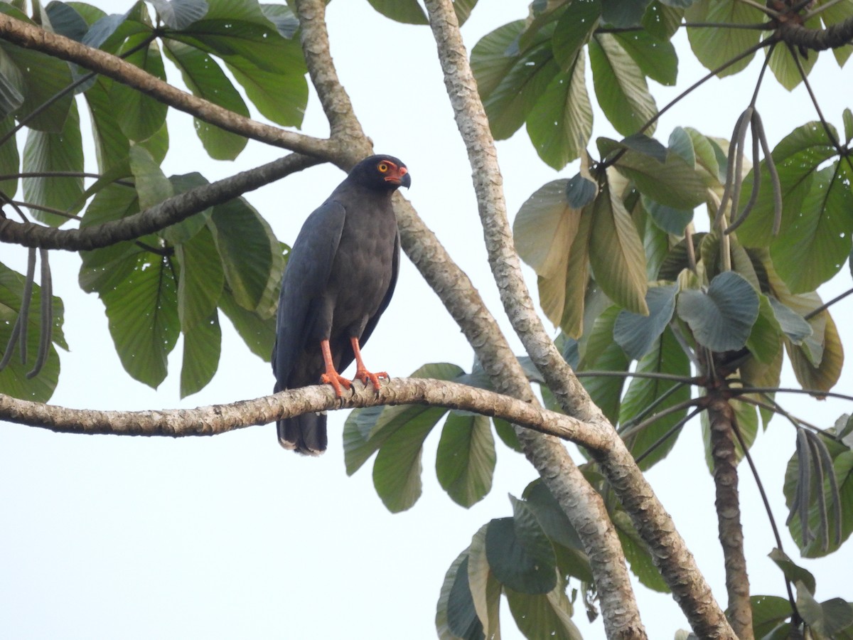 Buse ardoisée - ML643198216